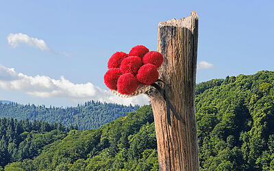 Zu Besuch im Schwarzwald Zu Besuch im Schwarzwald
