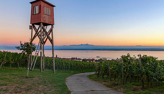 Sonnenuntergang in Weinbergen am Bodensee