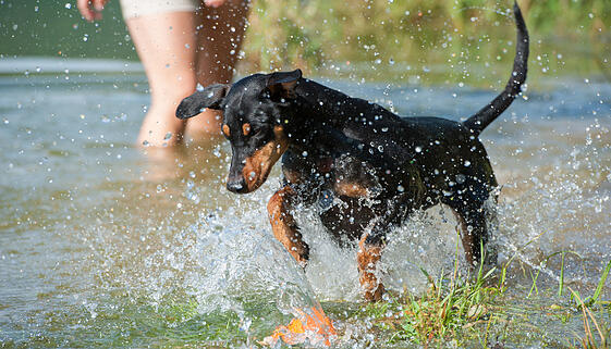 Hund im Wasser Hund im Wasser