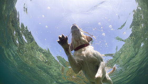 labrador retriver dog swiming view underwater from below labrador retriver dog swiming view underwater from below