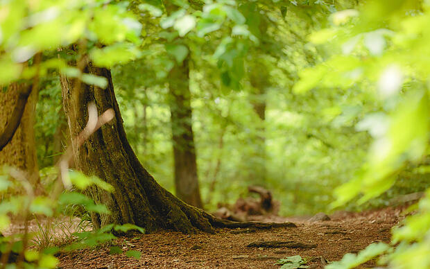Walderlebnispfad Naturerlebnisse