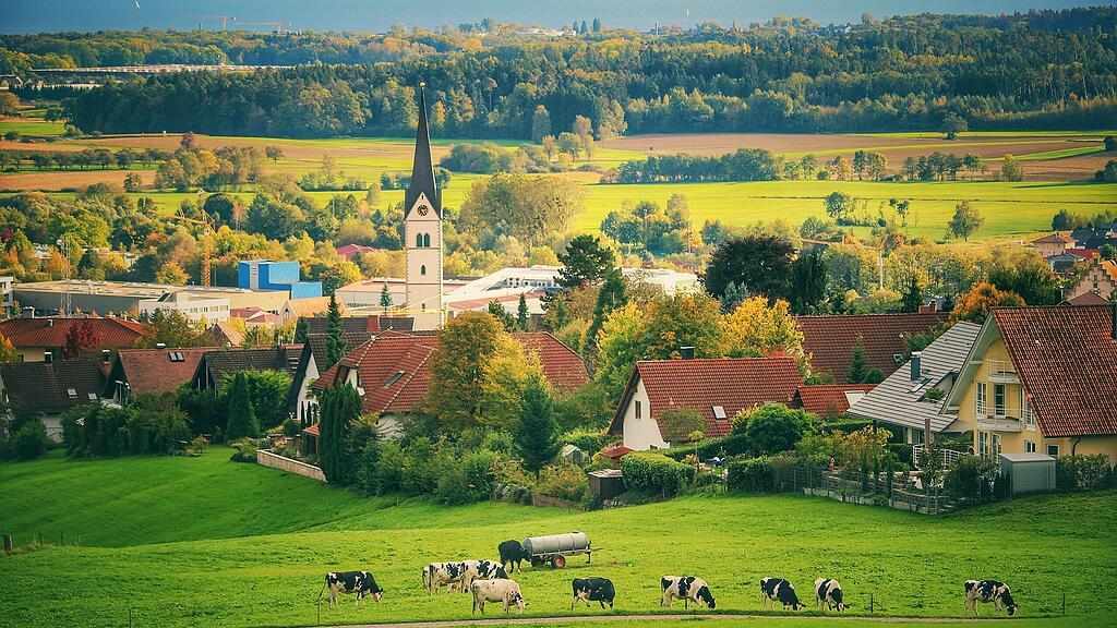 Markdorf am Bodensee mit Kühen im Vordergrund Markdorf am Bodensee mit Kühen im Vordergrund