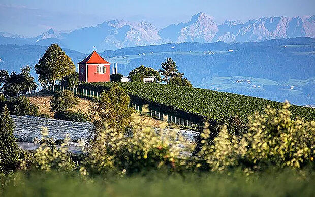 Hagnauer Obst- und Weinwanderung Wein- und Obstanbau