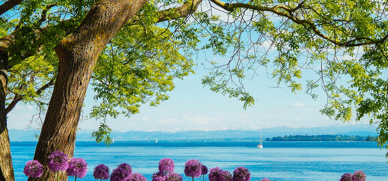 Blühende Blumen am Seeufer des Bodensees im Sommer