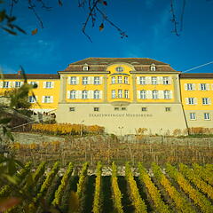 Weinreben und Gebäude des Staatsweinguts Meersburg Weinreben und Gebäude des Staatsweinguts Meersburg