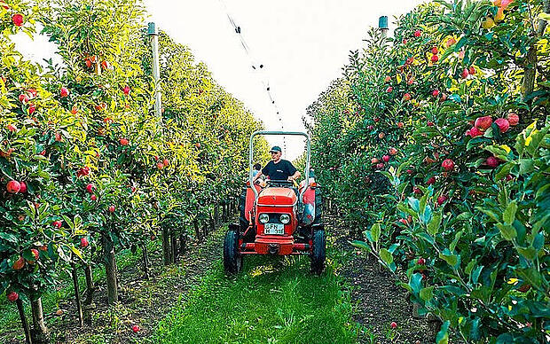 Auf dem Rad rund um den Gehrenberg Apfelplantage