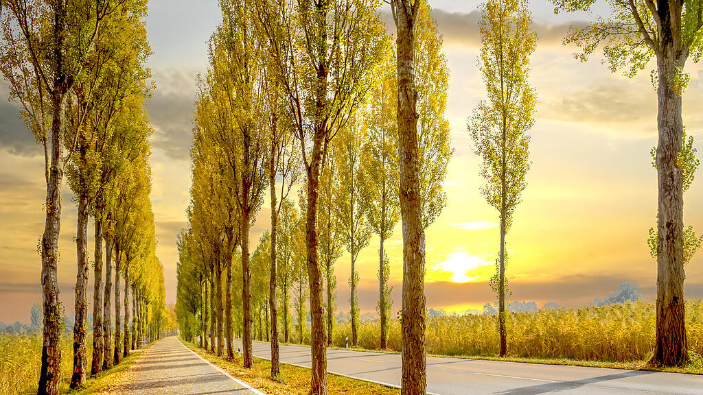 Pappelallee und Weg zur Insel Reichenau bei Sonnenuntergang