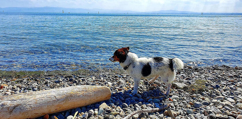 Hundefreundliche Badestellen
