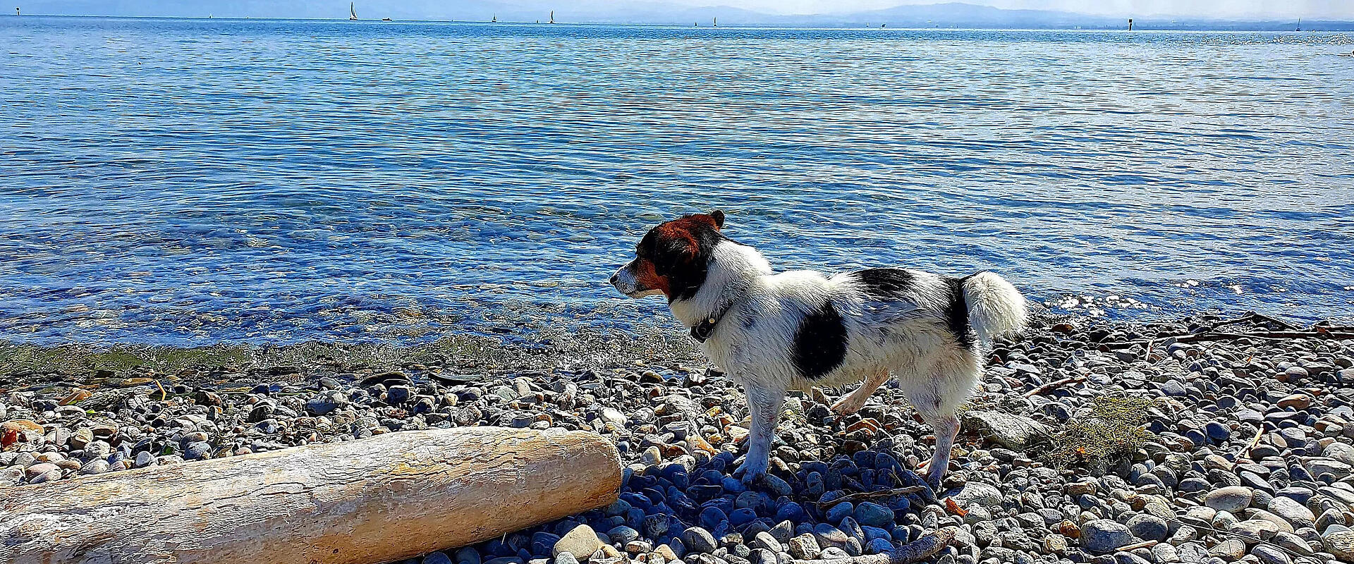 Hundefreundliche Badestellen