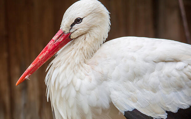 Die größte süddeutsche Storchenkolonie Weißstorch