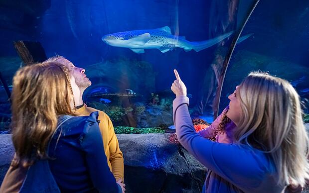 Auf Weltreise im SEA LIFE Unterwassertunnel