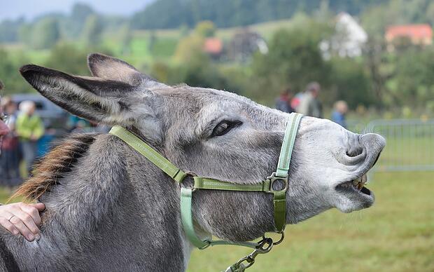 Kulturlandschaft und Tiere Tiere beobachten