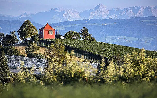 Vom Winzerverein Hagnau bis Frenkenbach Winzerverein