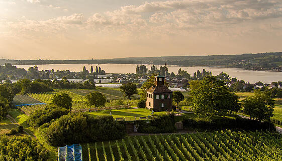 Sommerliche Landschaft an der Hochwart auf der Insel Reichenau mit &uuml;ppigen Weinreben und Blick auf den Untersee im Hintergrund bei klarem Wetter