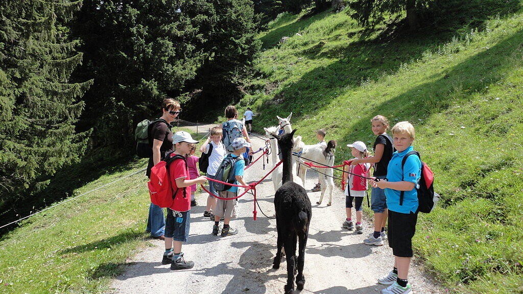 Lama-Trekking im Sommer