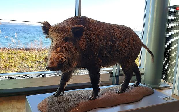 Naturkundemuseum Konstanz Auf Entdeckungsreise