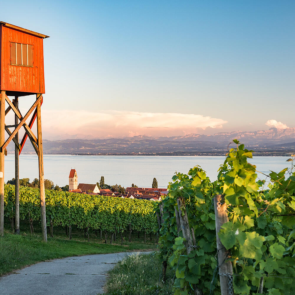 Turm bei Hegau mit Blick auf die Weinberge und den Bodensee