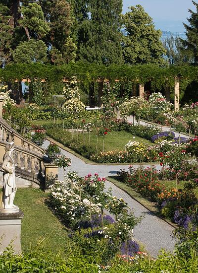 Rosenwoche Insel Mainau