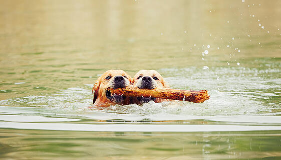 Two dogs in lake Two dogs in lake