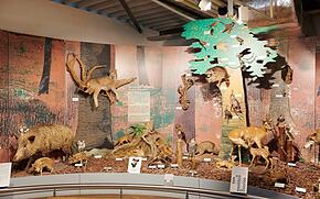 Bodensee-Naturmuseum Konstanz