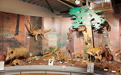 Bodensee-Naturmuseum Konstanz