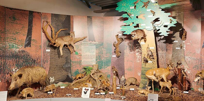 Bodensee-Naturmuseum Konstanz