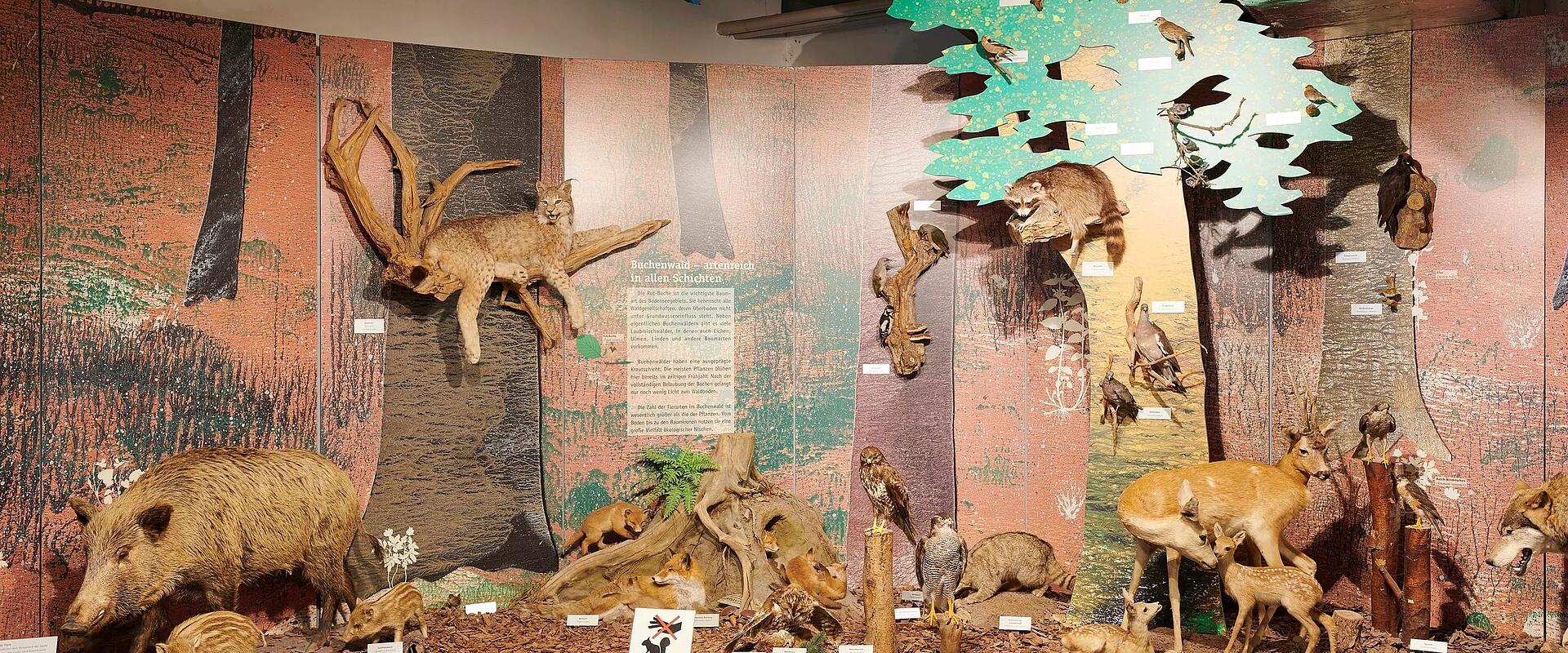 Bodensee-Naturmuseum Konstanz