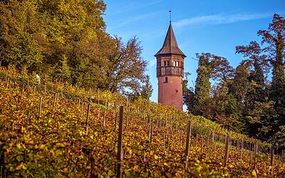 Weingang Gemauerter Turm und Weinreben auf der Insel Mainau im Herbst