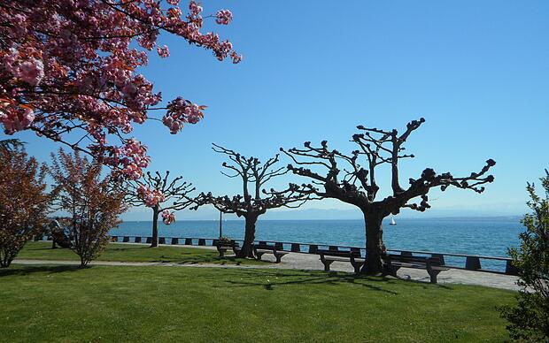 Uferpromenade in Hagnau im Frühling