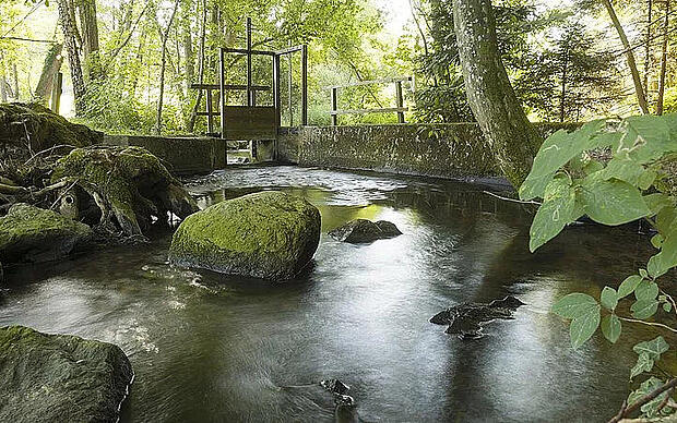 Genießerweg Altdorfer Wald Stiller Bach