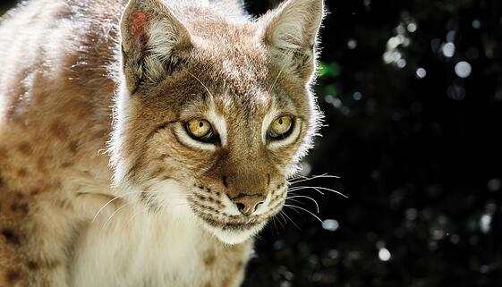 Luch im Wild- und Freizeitpark in Allensbach Luch im Wild- und Freizeitpark in Allensbach