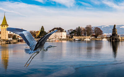 Graureiher fliegt im Hafen von Lindau Bodensee Graureiher fliegt im Hafen von Lindau Bodensee