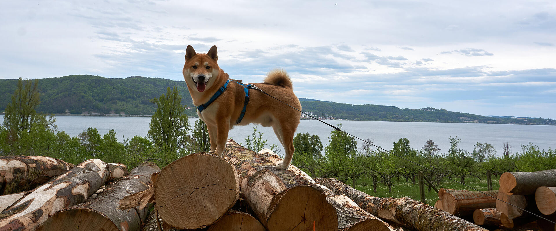 Urlaub mit Hund