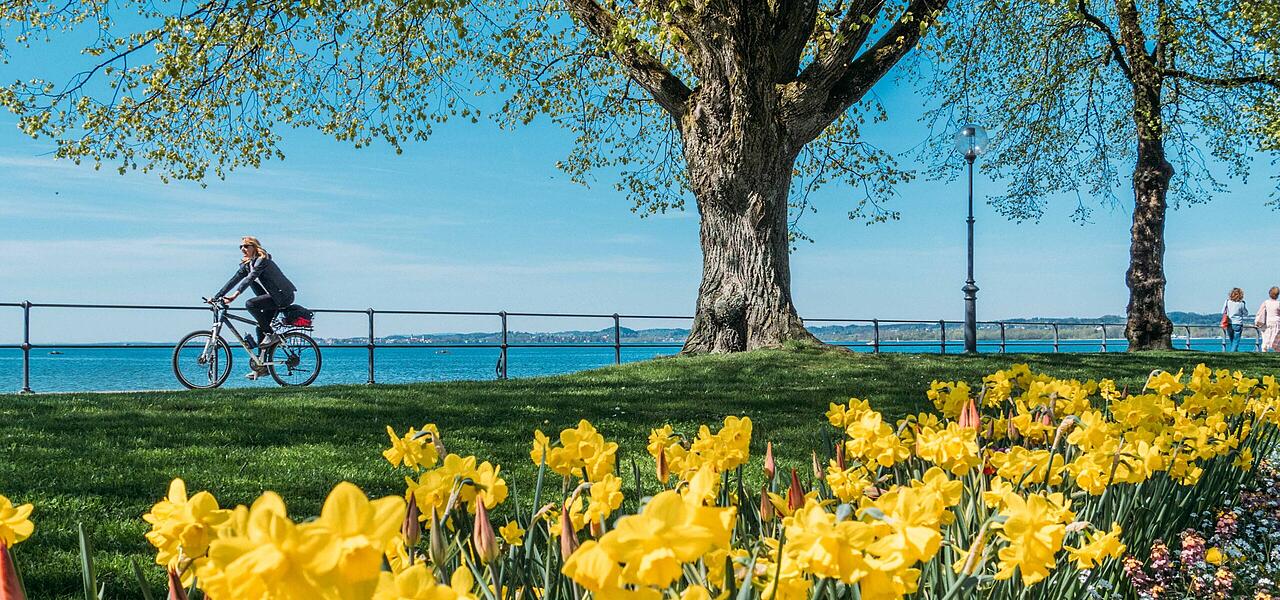Blumenwiese an der Promenade in Bregenz