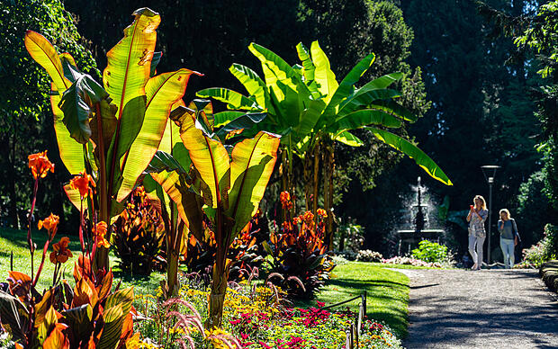 Bananenpflanze im Stadtgarten Überlingen