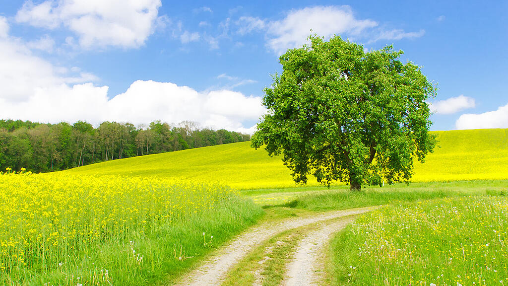 Wanderweg in der idyllischen Landschaft von Salem