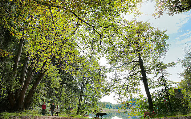 Mystik unterm Bl&auml;tterdach