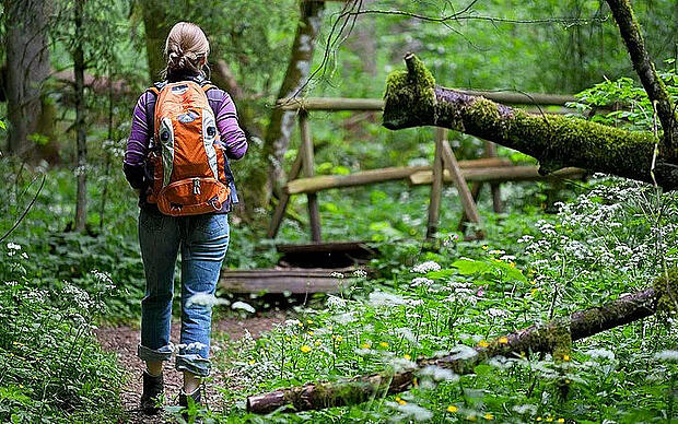 Urwald-Wandern Urig und wild