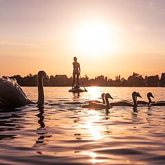 Frau auf einem SUP auf dem Bodensee bei Sonnenuntergang
