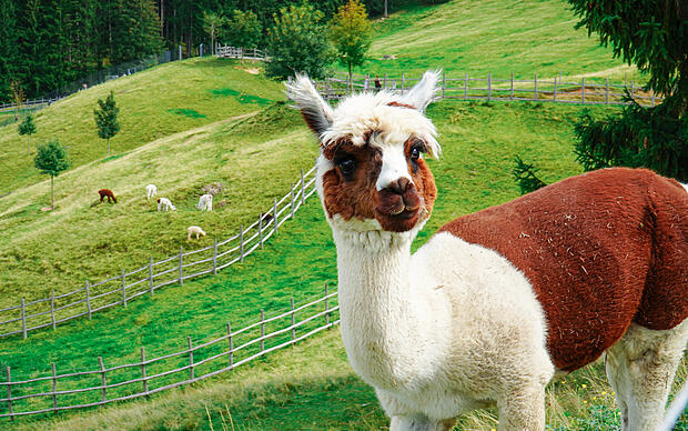 Natur erleben – im Natur-Erlebnispark Tierwelt