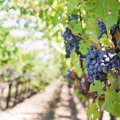 Weinberge