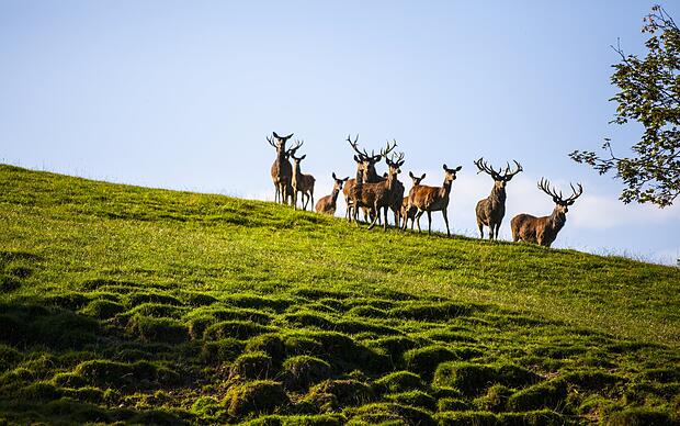 Alpenwildpark Bergwildnis