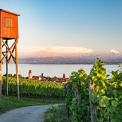 Aussicht von den Weinbergen auf Hagnau