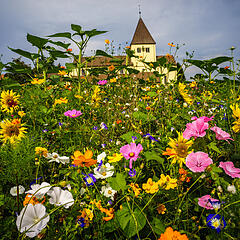 Buntes Blumenbeet und Kräutergarten auf der Insel Reichenau mit Basilika im Hintergrund