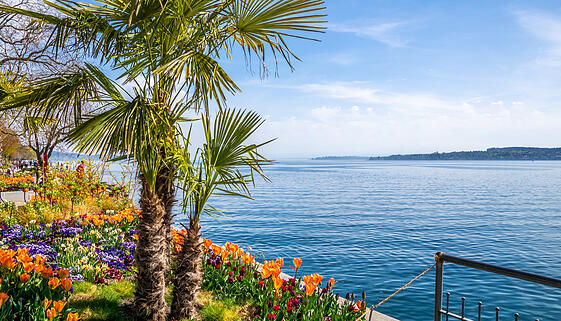 Seepromenade &Uuml;berlingen am Bodensee mit Palmen und bunten Blumen