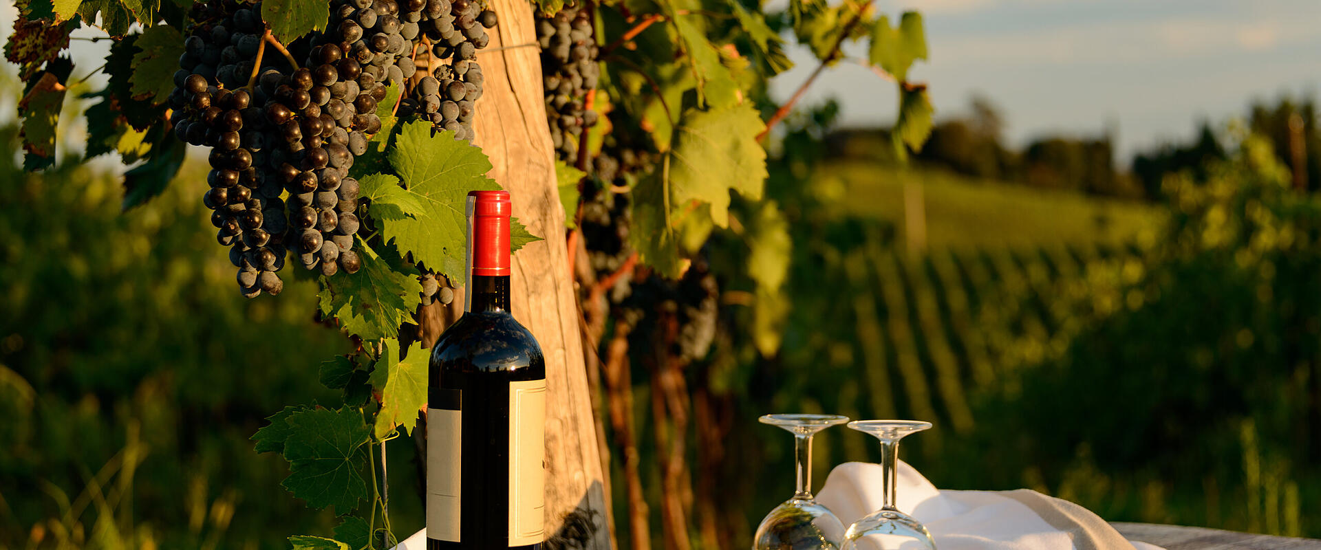 Wein erleben am Bodensee Wein erleben am Bodensee