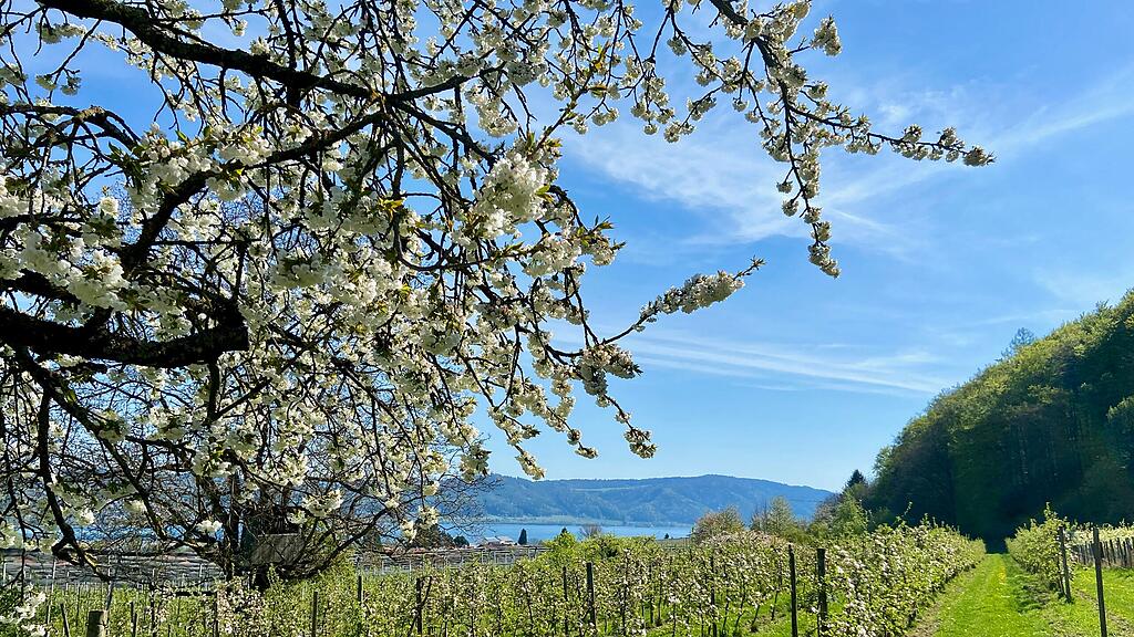 Obstlehrpfad in Ludwigshafen mit Blick auf den See im Frühling