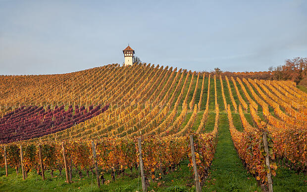 Durch goldene Weinberge