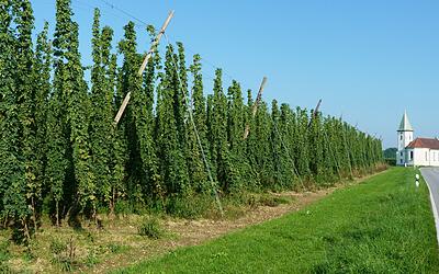 Tettnanger Hopfenpfad
