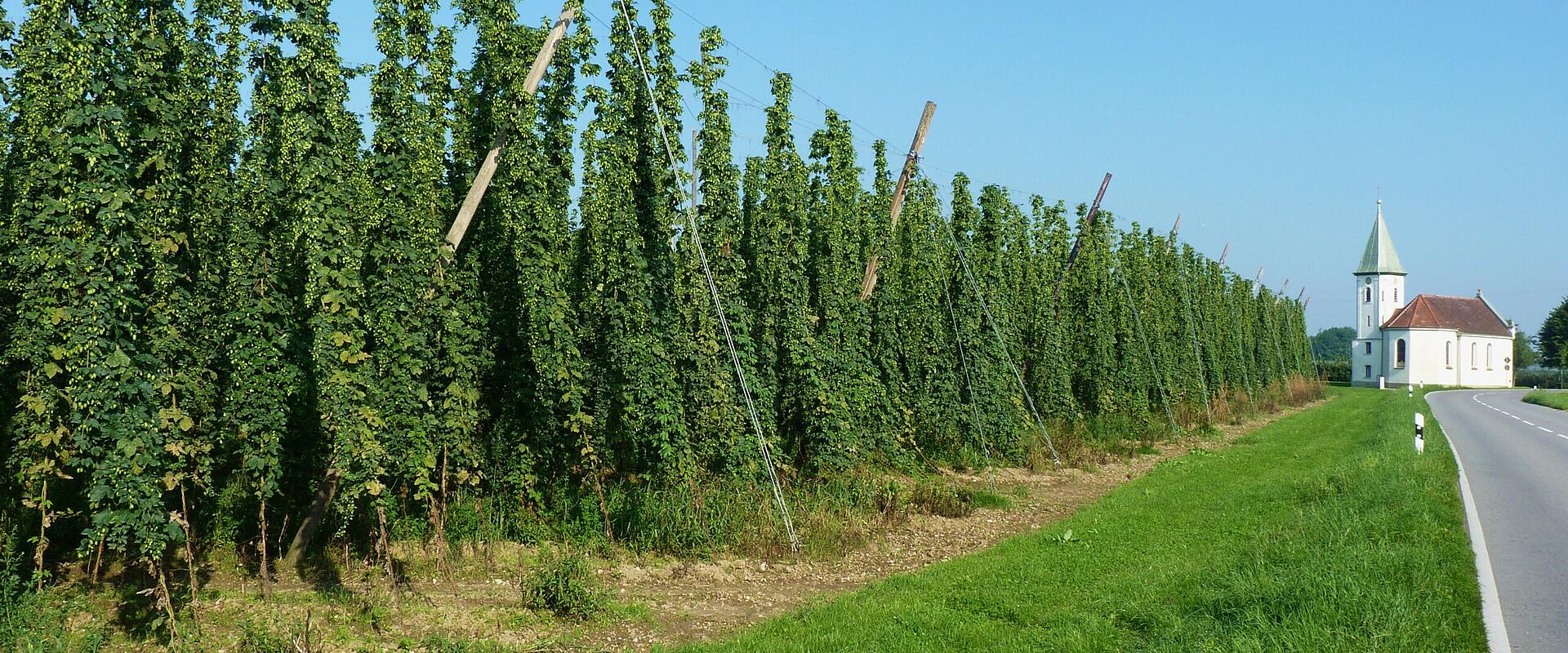 Tettnanger Hopfenpfad